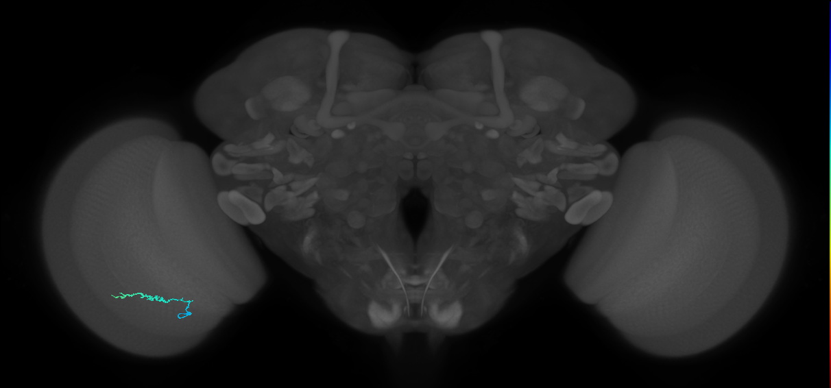 Dm3b_L (MaleCNS:570398)