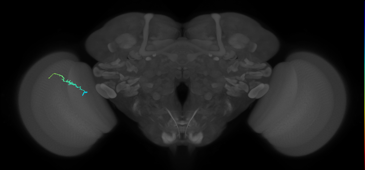 Dm3b_L (MaleCNS:132421)