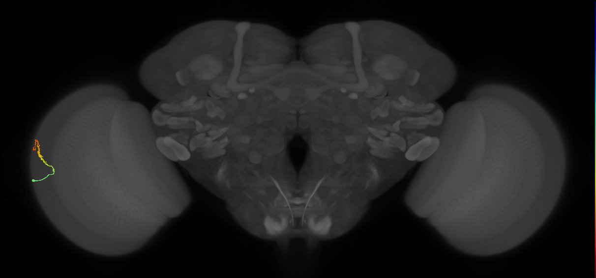 Dm3b_L (MaleCNS:140798)