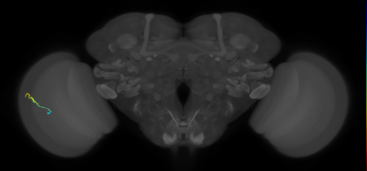 Dm3b_L (MaleCNS:182658)
