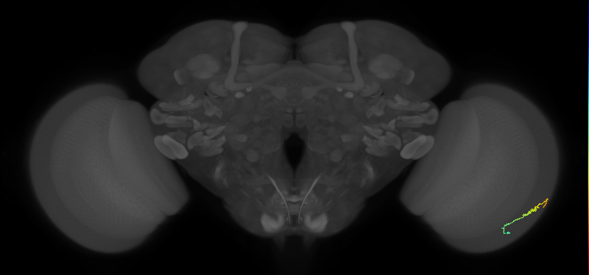 Dm3b_R (MaleCNS:111592)