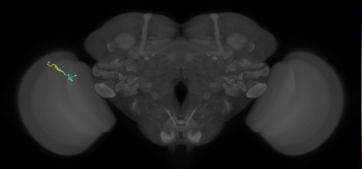 Dm3b_L (MaleCNS:580364)