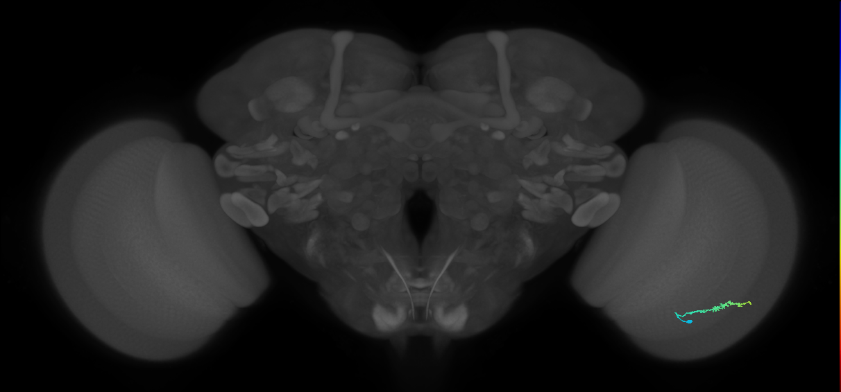 Dm3b_R (MaleCNS:117669)