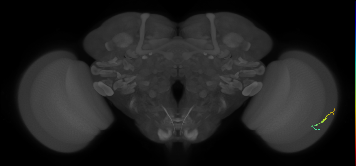 Dm3b_R (MaleCNS:119310)