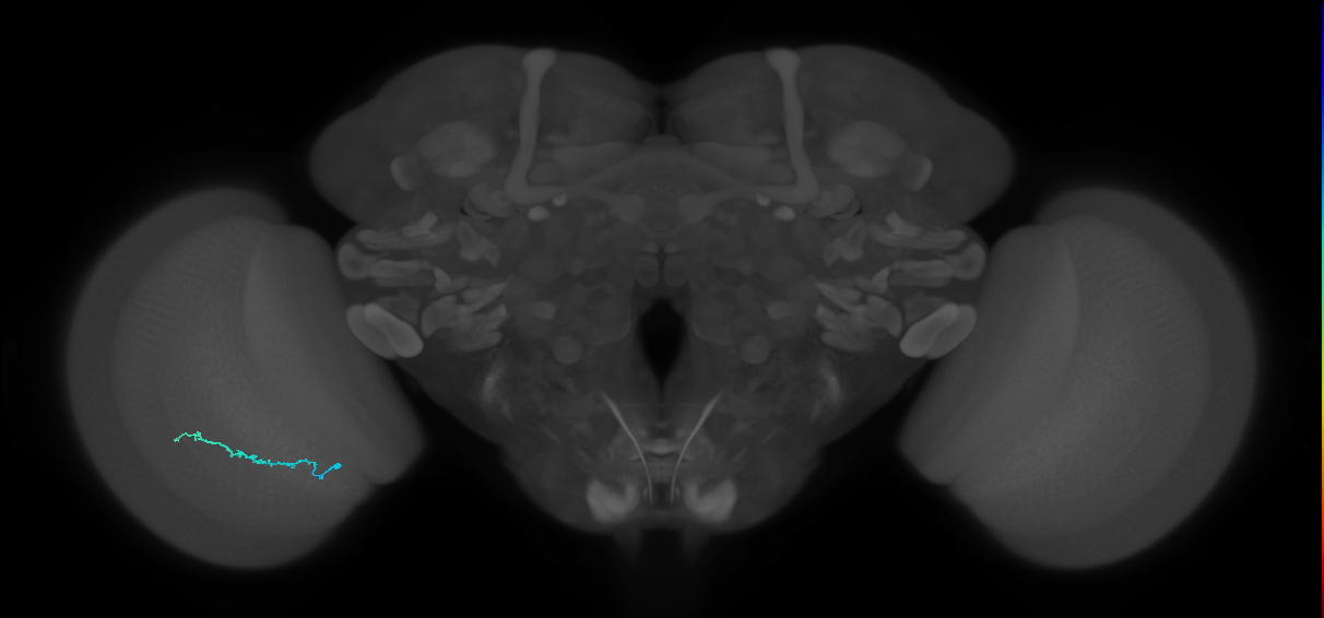 Dm3b_L (MaleCNS:99593)
