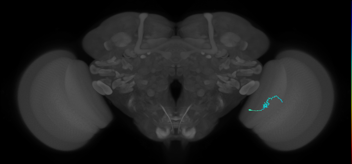 Dm3b_R (MaleCNS:134512)