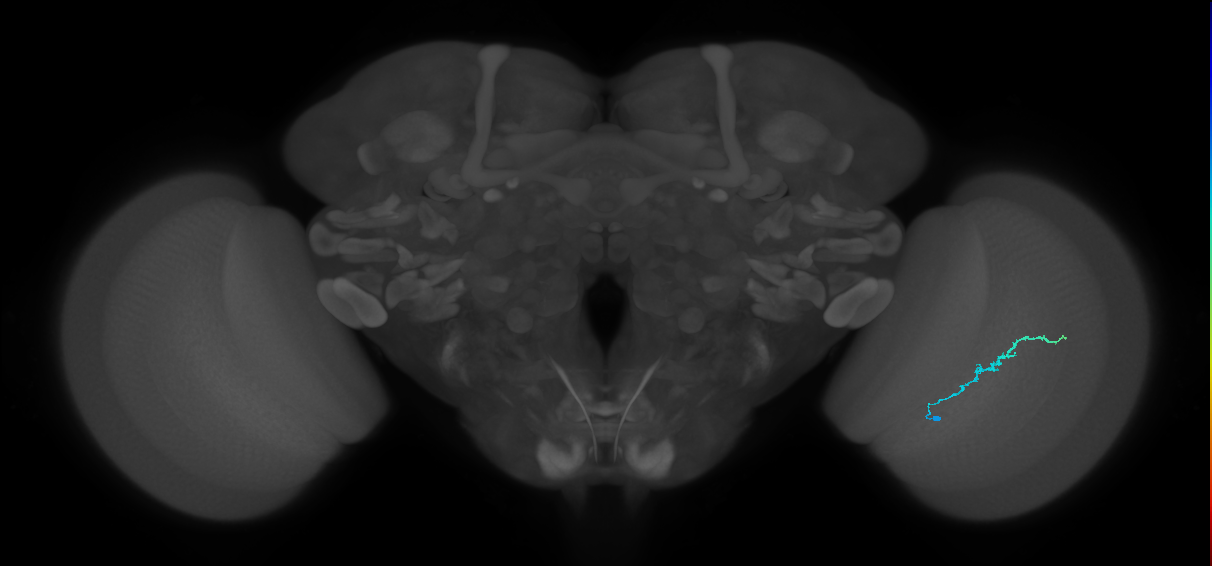 Dm3b_R (MaleCNS:132187)