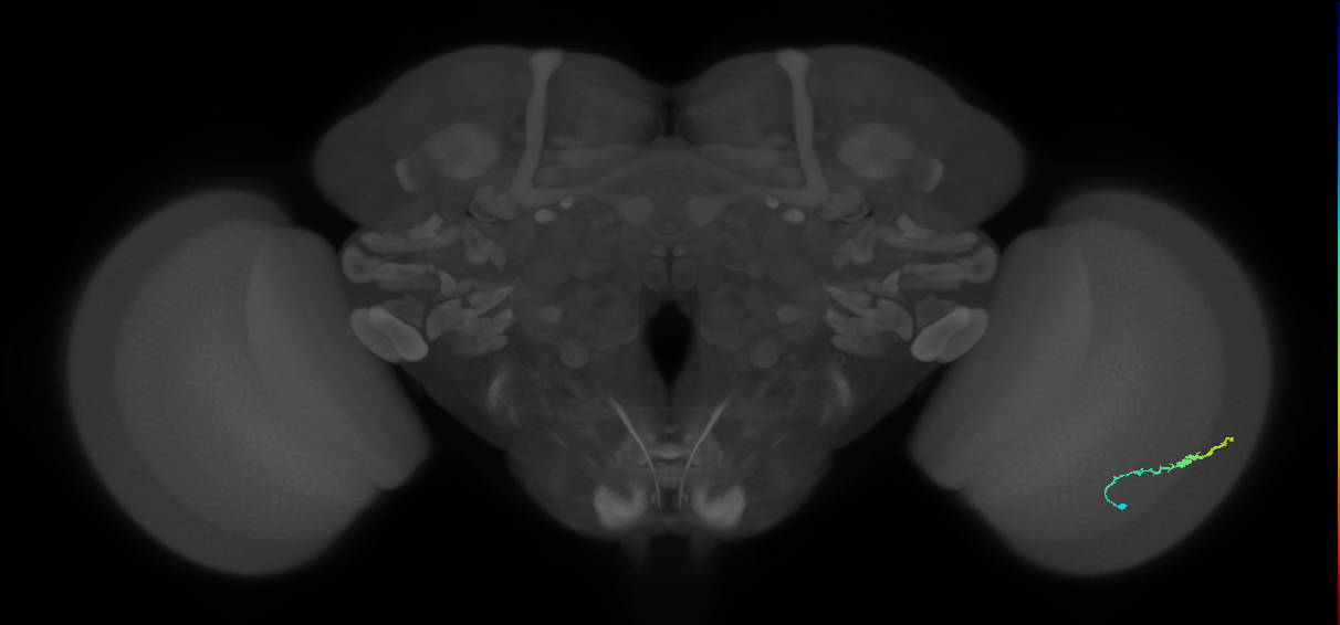 Dm3b_R (MaleCNS:129856)