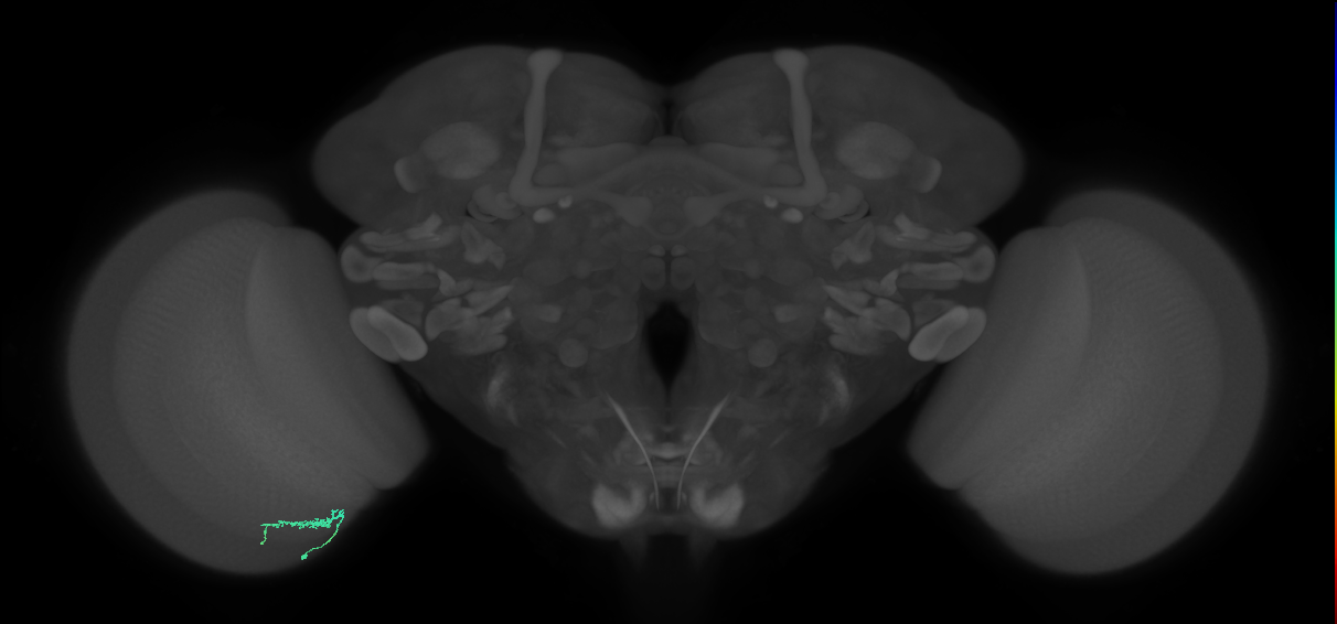 Dm3b_L (MaleCNS:531405)