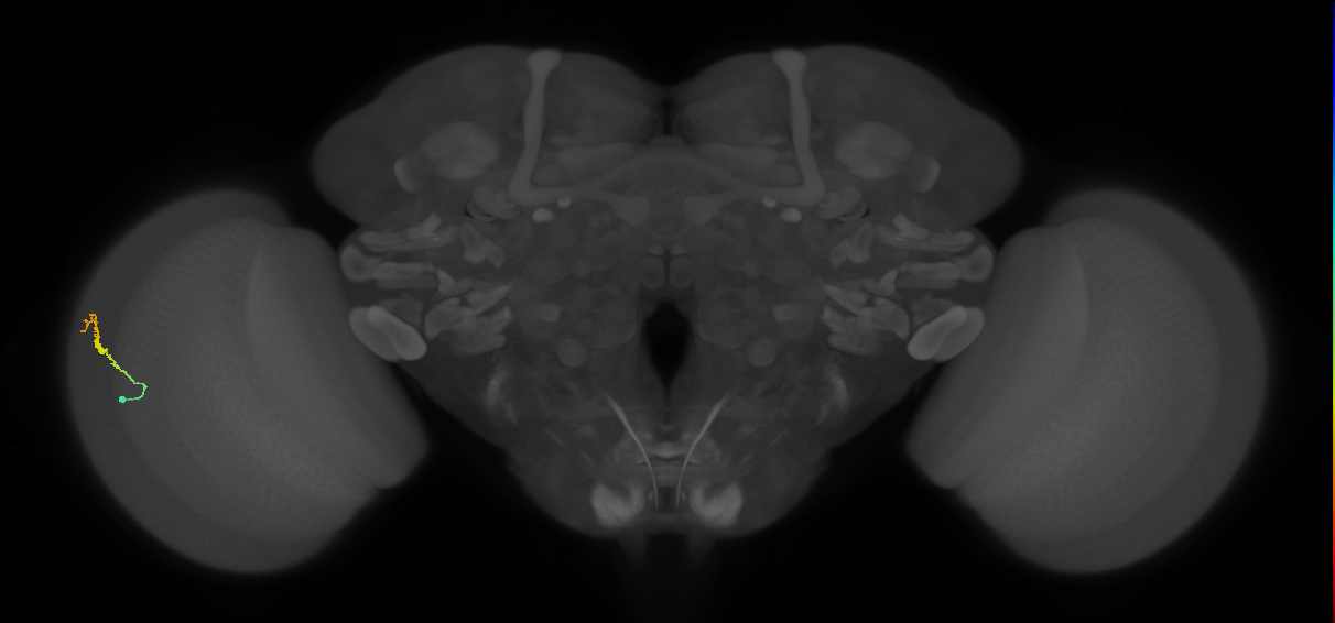 Dm3b_L (MaleCNS:117679)