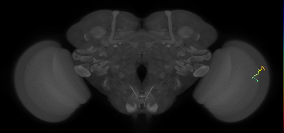 Dm3b_R (MaleCNS:144665)