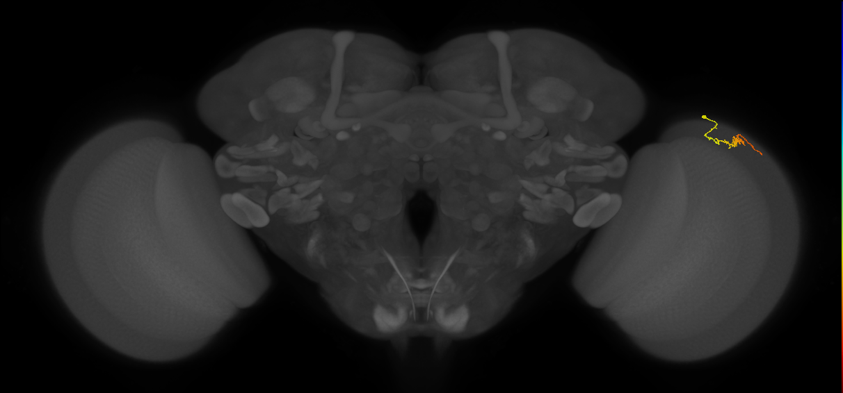 Dm3b_R (MaleCNS:134536)