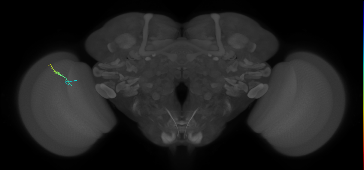 Dm3b_L (MaleCNS:561451)