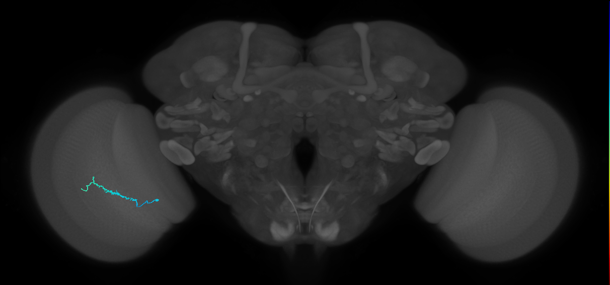 Dm3b_L (MaleCNS:137284)