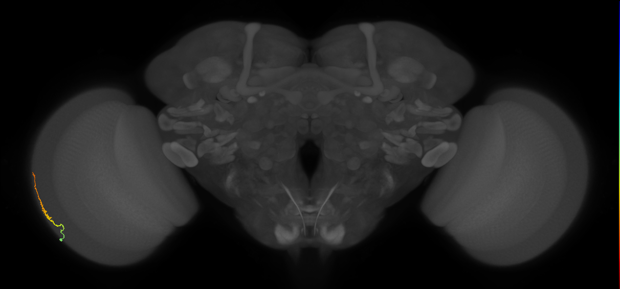 Dm3b_L (MaleCNS:110005)