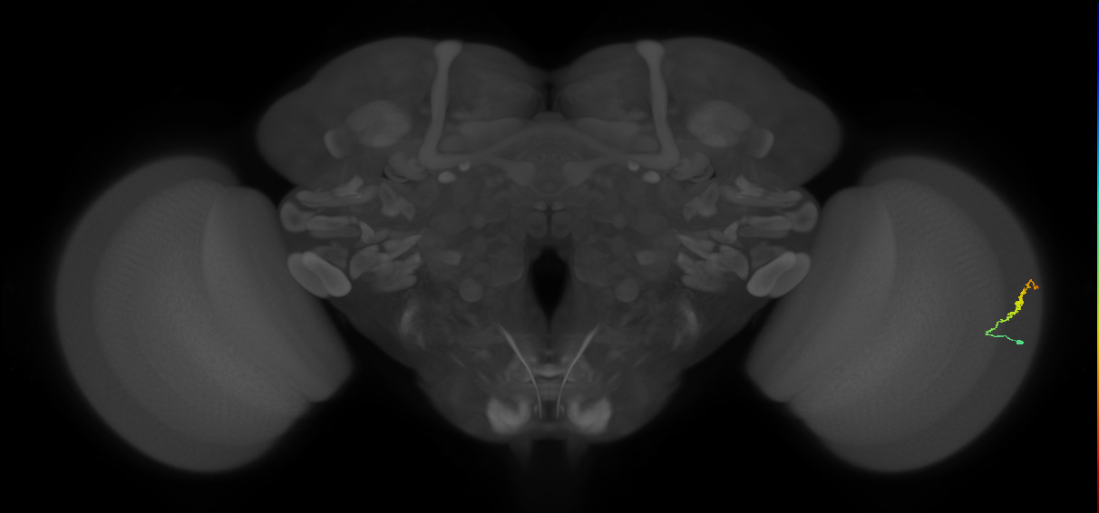 Dm3b_R (MaleCNS:135999)