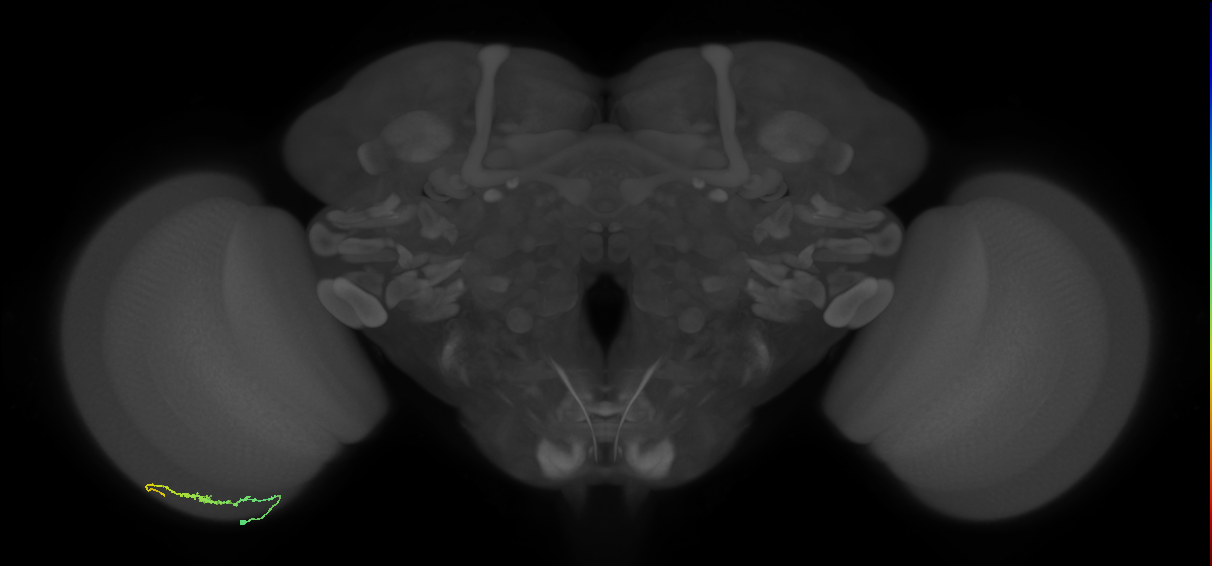 Dm3b_L (MaleCNS:529366)