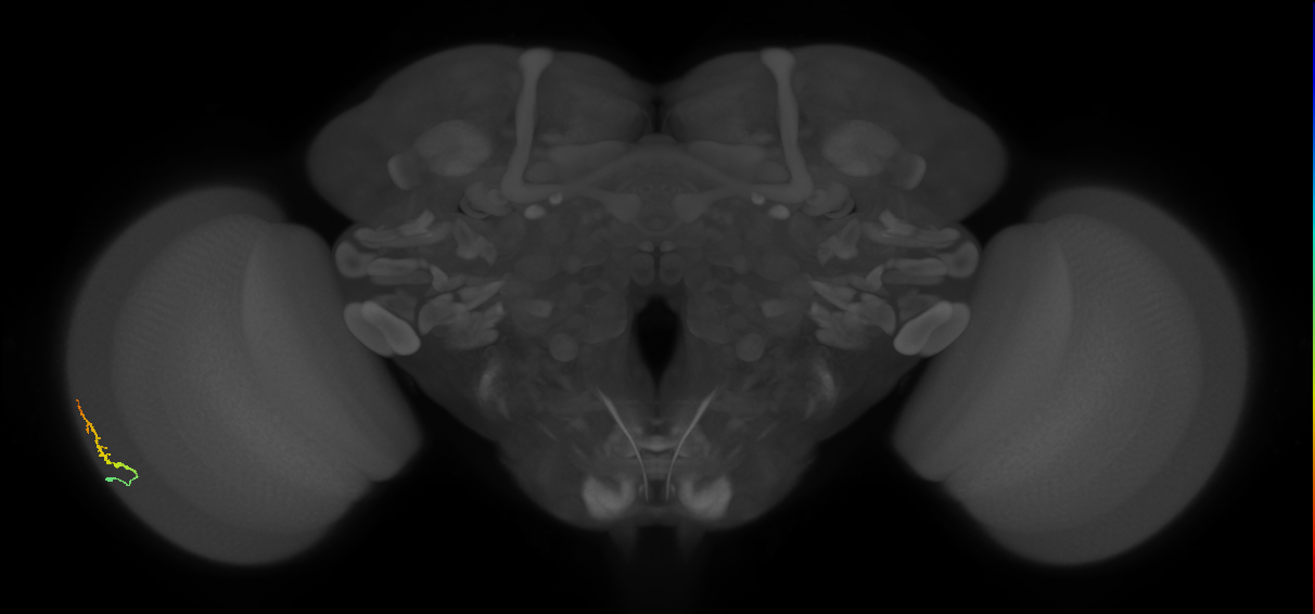 Dm3b_L (MaleCNS:138497)