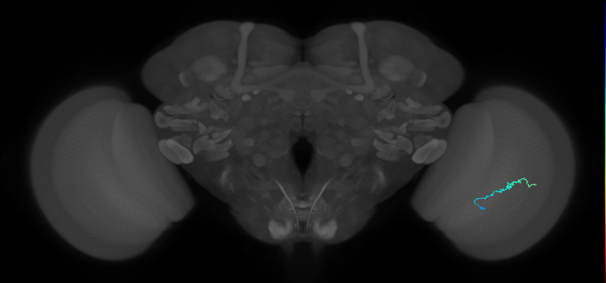 Dm3b_R (MaleCNS:172417)