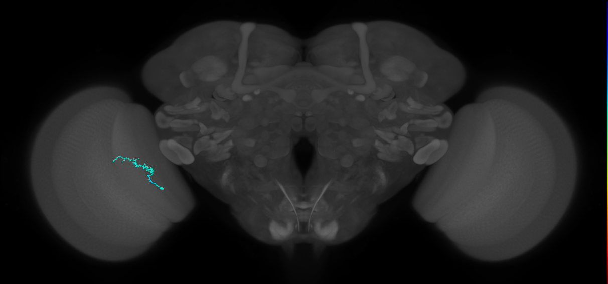 Dm3b_L (MaleCNS:581085)