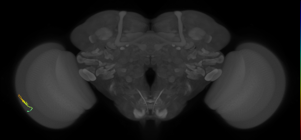 Dm3b_L (MaleCNS:120372)