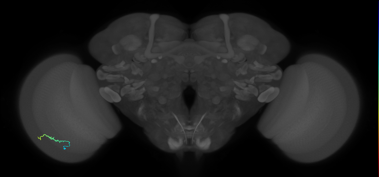 Dm3b_L (MaleCNS:89669)