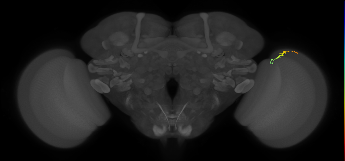 Dm3b_R (MaleCNS:140587)