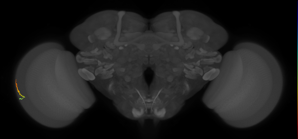 Dm3b_L (MaleCNS:530995)