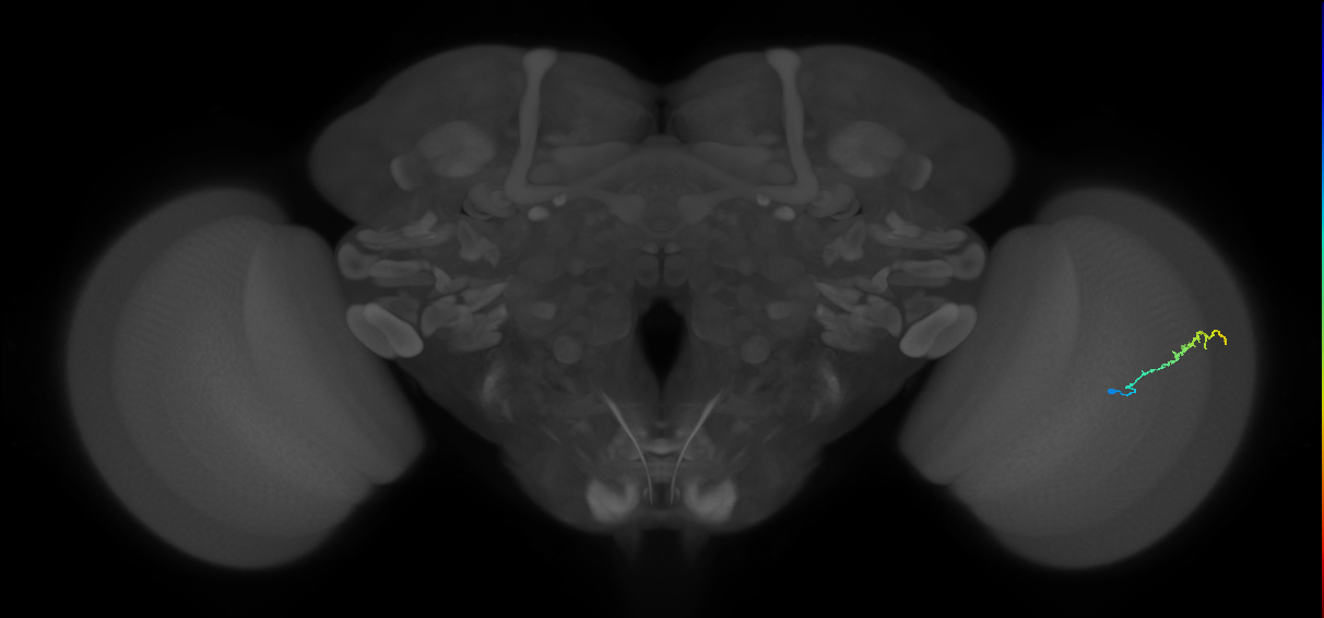 Dm3b_R (MaleCNS:140138)