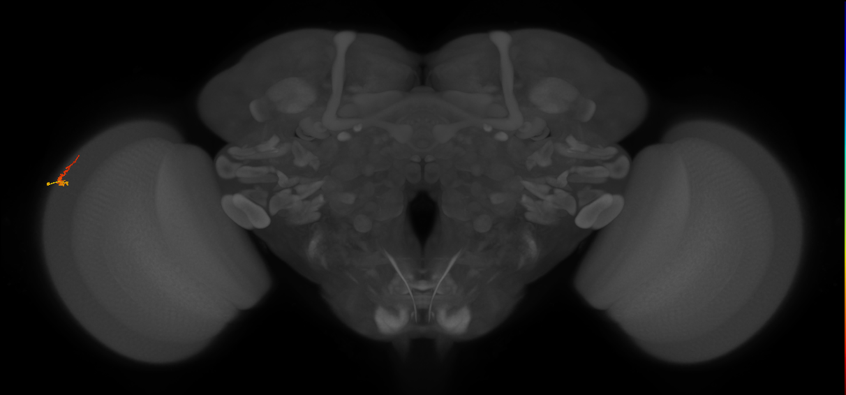 Dm3b_L (MaleCNS:154967)