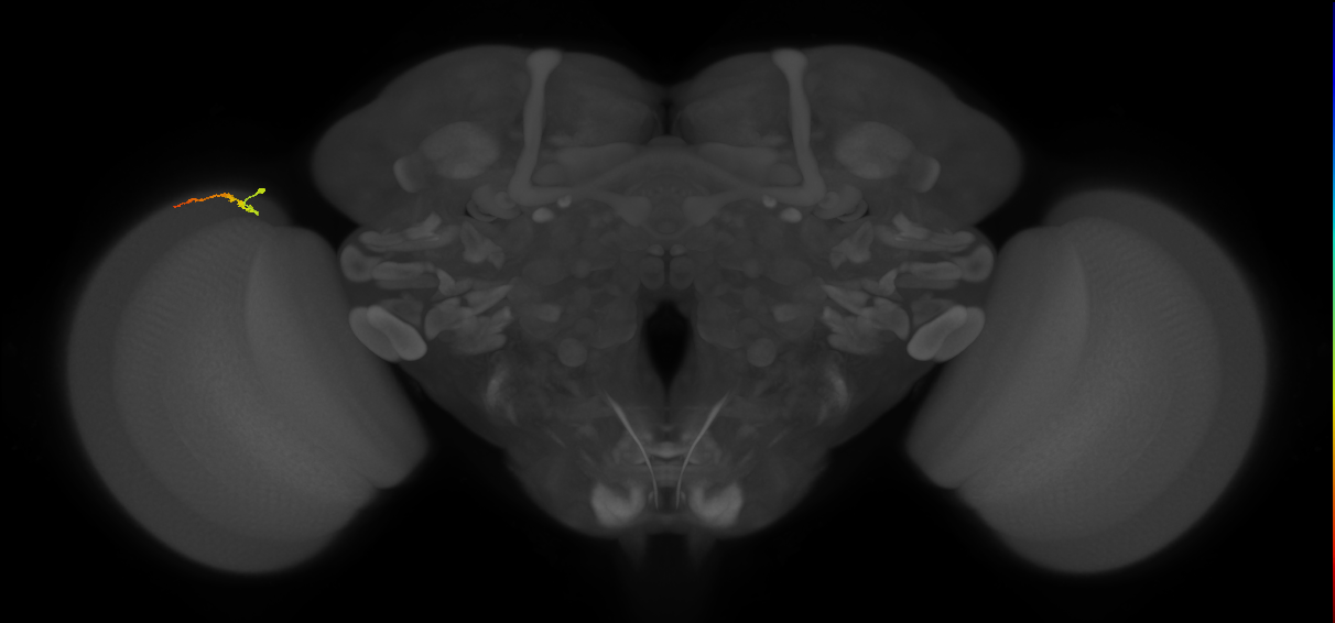 Dm3b_L (MaleCNS:152923)