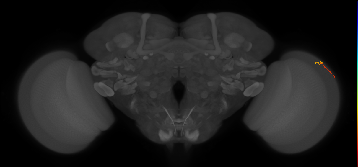 Dm3b_R (MaleCNS:146982)