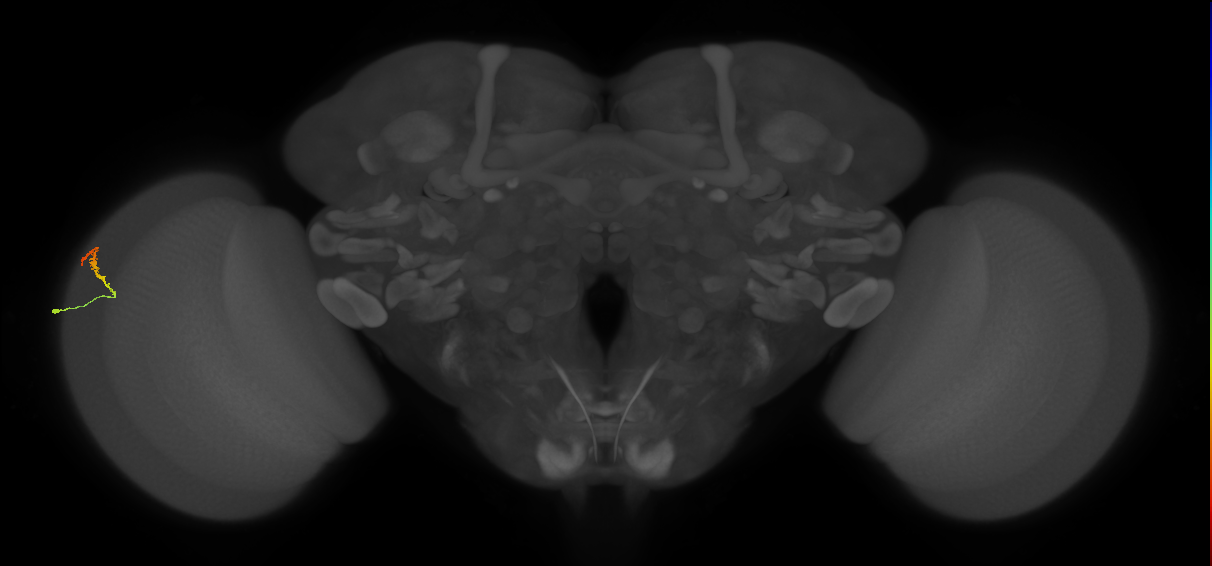 Dm3b_L (MaleCNS:140261)