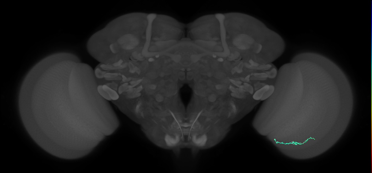 Dm3b_R (MaleCNS:151675)