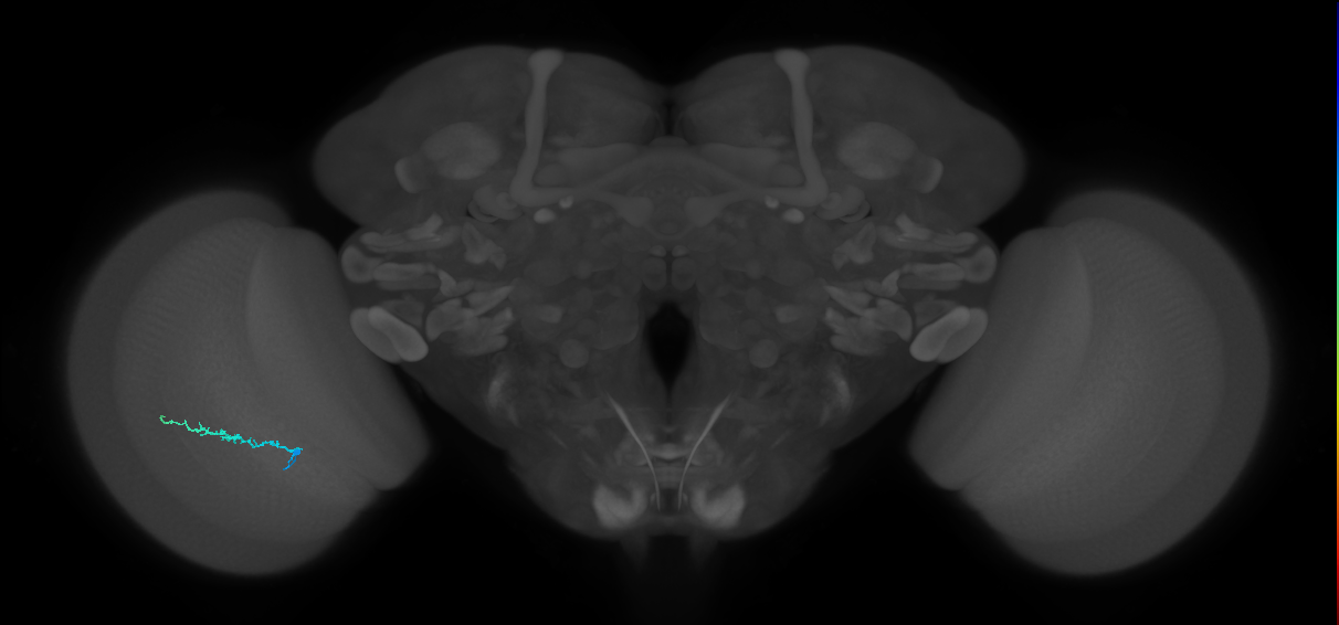 Dm3b_L (MaleCNS:180156)