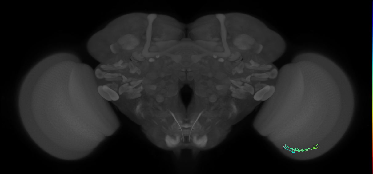 Dm3b_R (MaleCNS:118584)