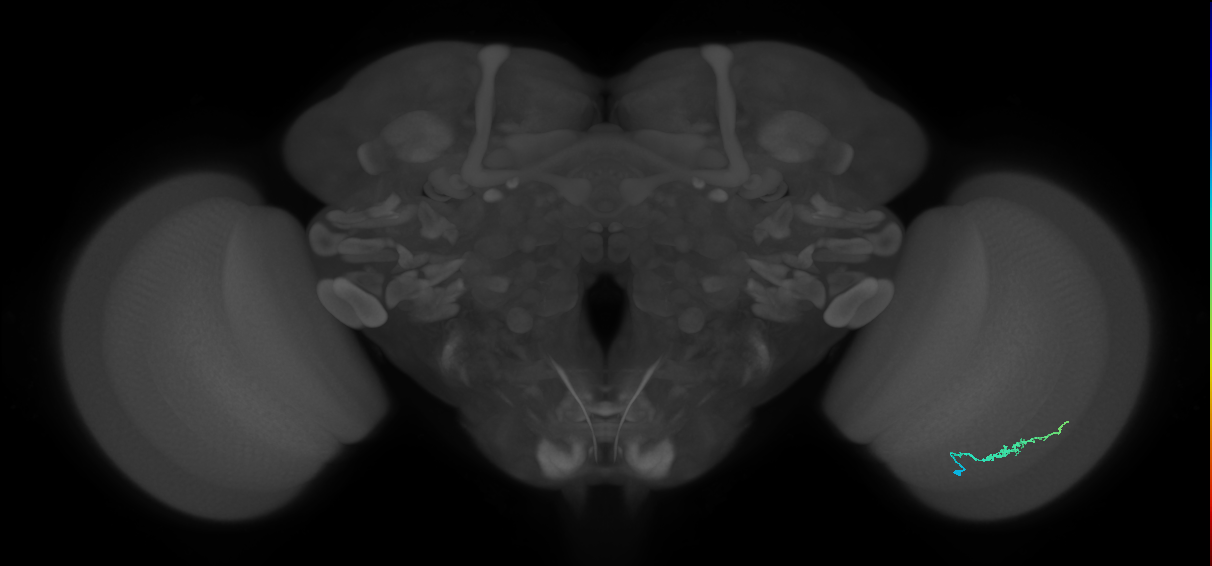 Dm3b_R (MaleCNS:129473)