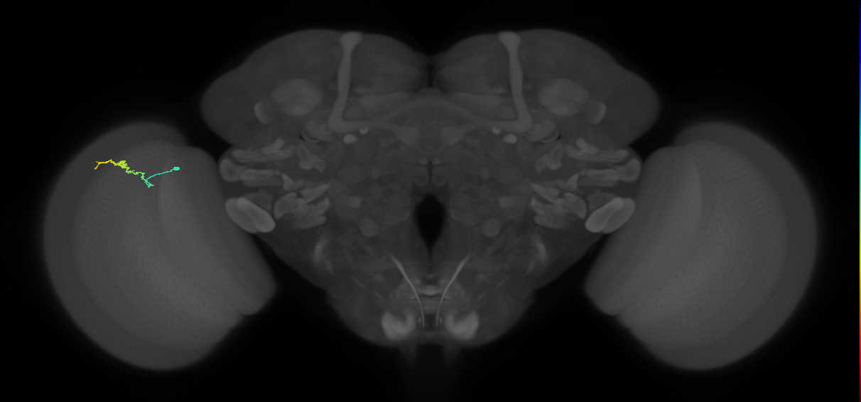 Dm3b_L (MaleCNS:190385)