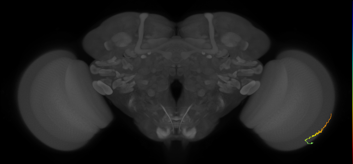 Dm3b_R (MaleCNS:114282)