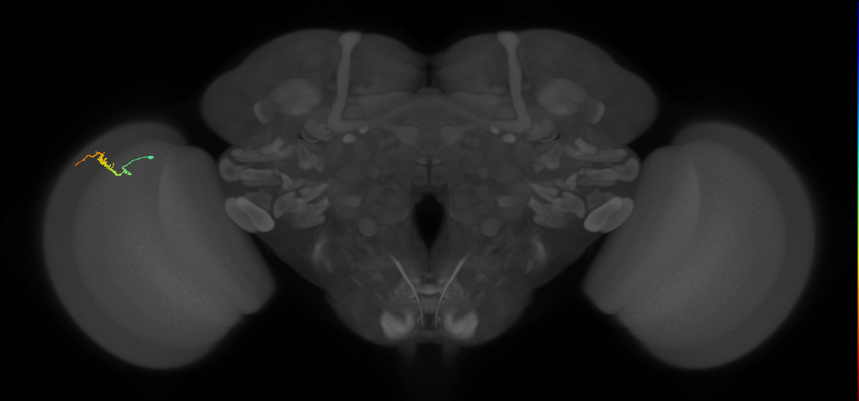 Dm3b_L (MaleCNS:132185)