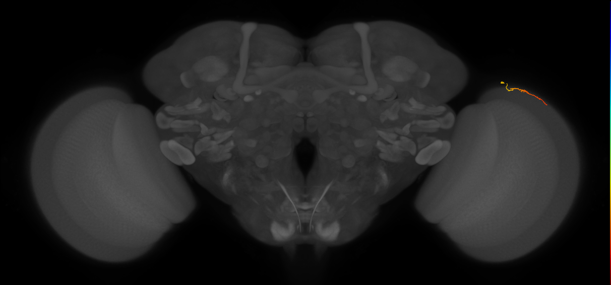 Dm3b_R (MaleCNS:172426)