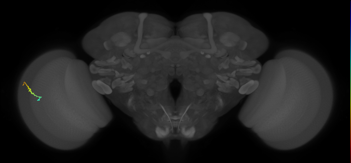Dm3b_L (MaleCNS:184959)