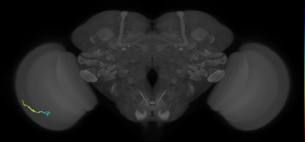Dm3b_L (MaleCNS:549455)