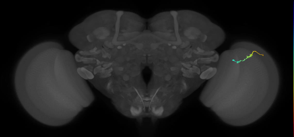 Dm3b_R (MaleCNS:139316)