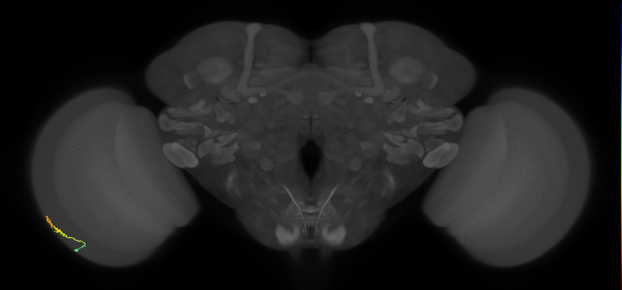 Dm3b_L (MaleCNS:123030)
