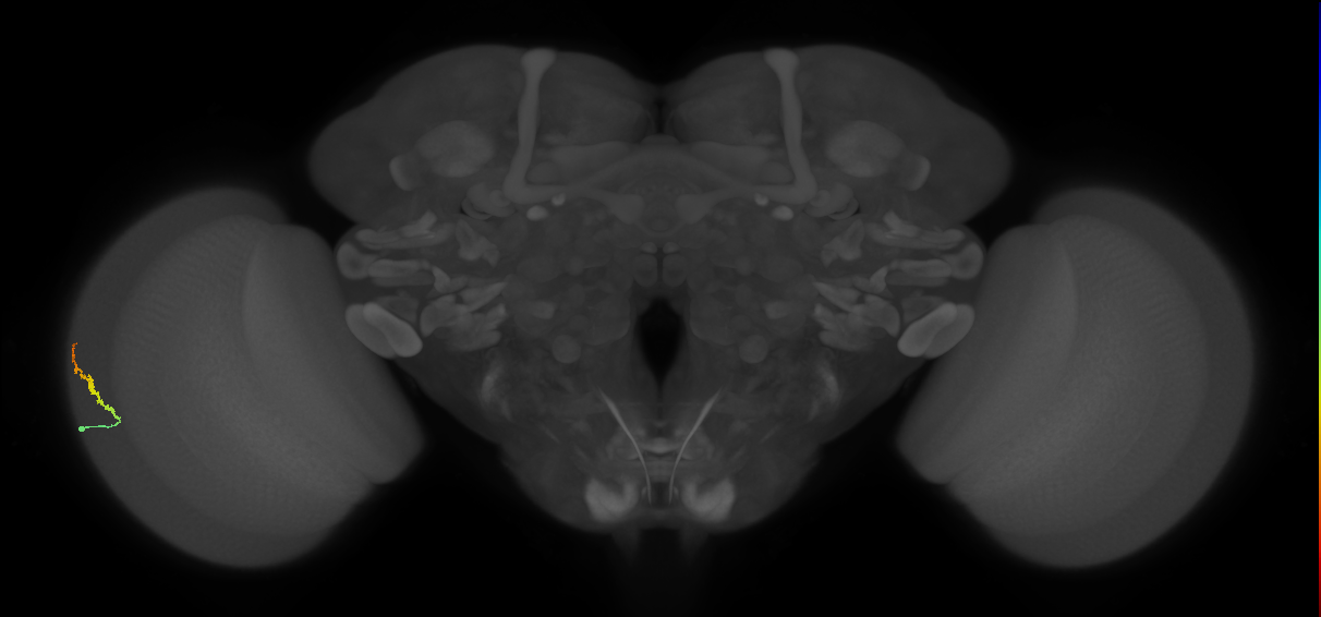 Dm3b_L (MaleCNS:548536)