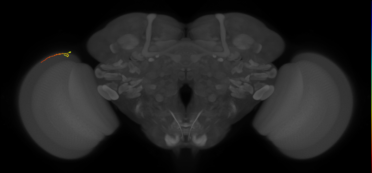 Dm3b_L (MaleCNS:157790)