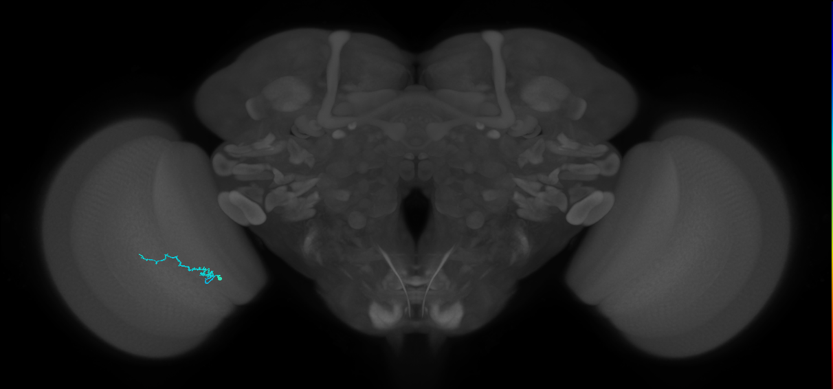 Dm3b_L (MaleCNS:156309)