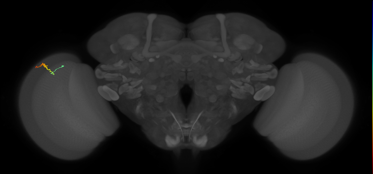 Dm3b_L (MaleCNS:539543)