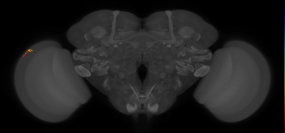 Dm3b_L (MaleCNS:152732)